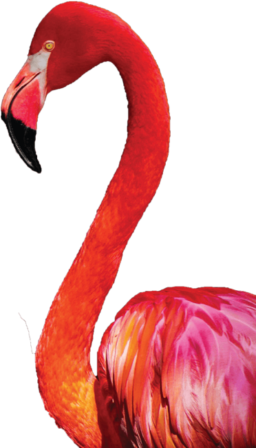 flamingo image