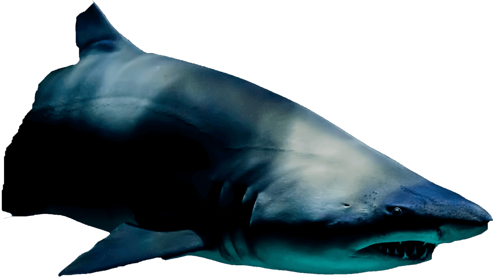 shark image